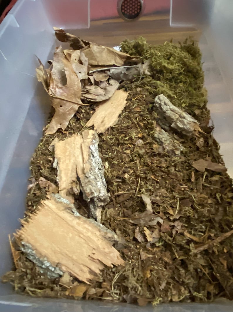 6 Pc Bioactive Terrarium Isopod Starter Kit Bioactive Etsy