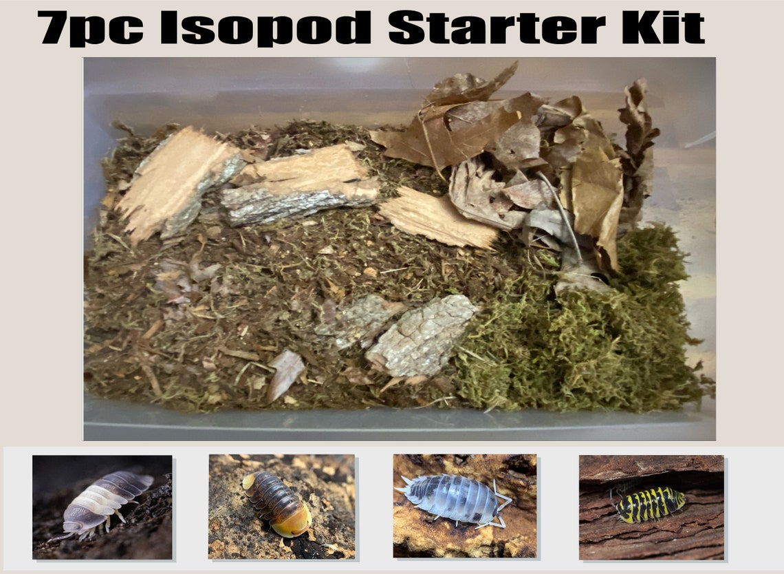6 Pc Bioactive Terrarium Isopod Starter Kit Bioactive Etsy