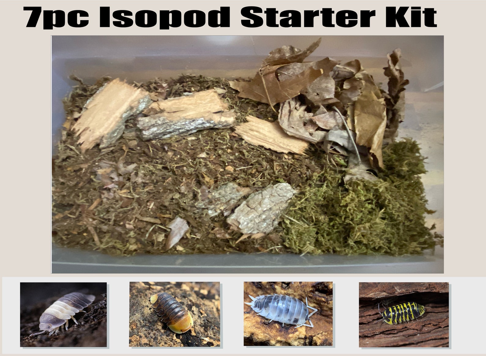 6 Pc Bioactive Terrarium Isopod Starter Kit Bioactive Etsy