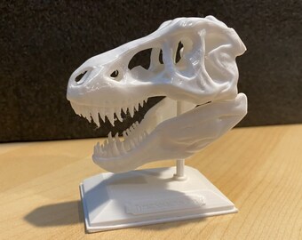 T Rex Skull 3d Print - Etsy