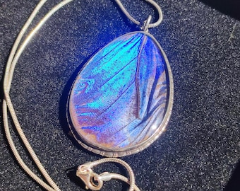 Large Butterfly wing pendant necklace, blue and gold Morpho, set in silver