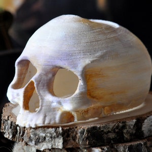 Realistic Human Skull Model Hide Cave Decor for tarantulas, gecko. Plastic decor for reptiles, exotic animals