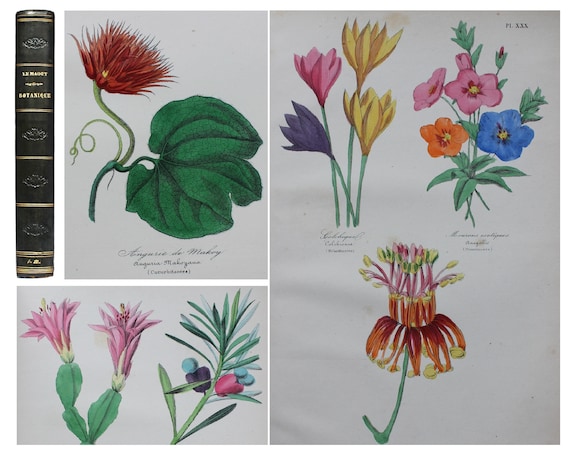 その他 Etrarium 1st ANNIVERSARY ART BOOK PLANT 1852 Rare Botanical Book Illustrated With 50 Plates Botany