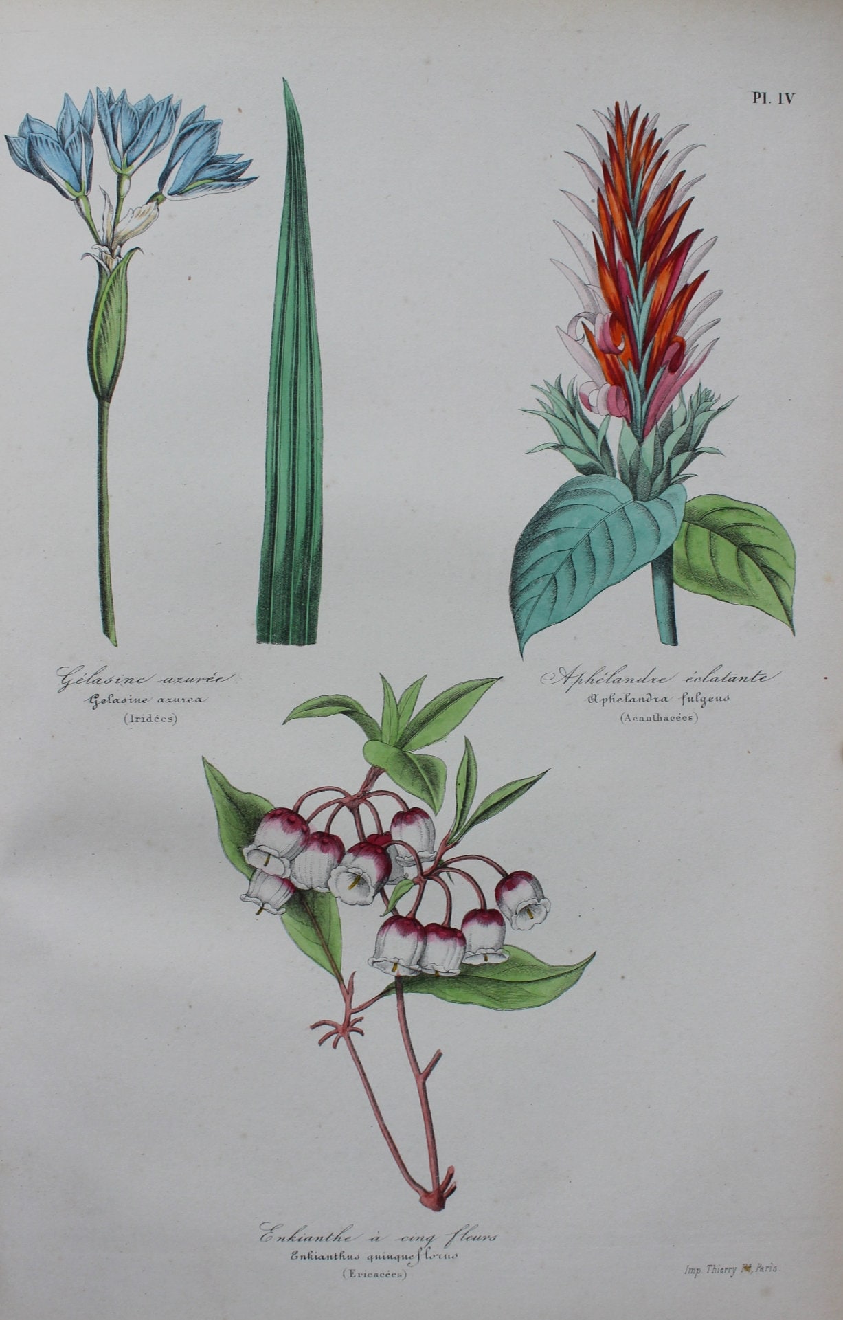 その他 Etrarium 1st ANNIVERSARY ART BOOK PLANT 1914 Vintage Botany Botanical Illustration Sizes (Floral