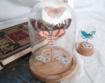 cloche entomologie papillon sphynx à tête de mort
