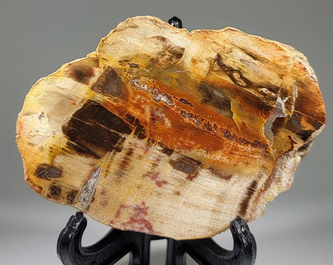 Petrified Wood Slab