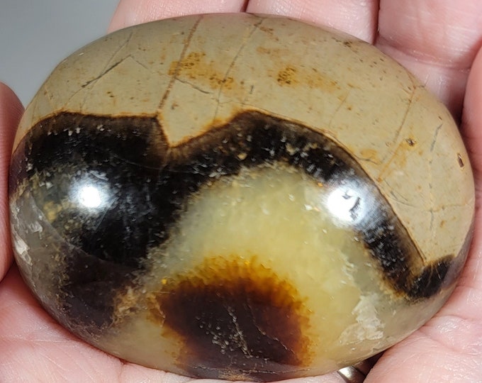 Septarian Palm Stone