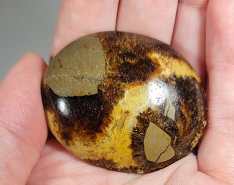 Septarian Palm Stone