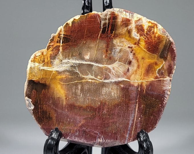 Petrified Wood Slab