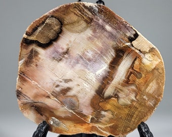 Petrified Wood Slab