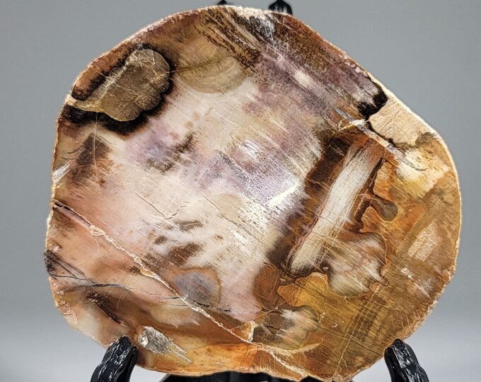 Petrified Wood Slab