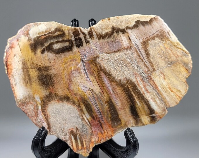 Petrified Wood Slab