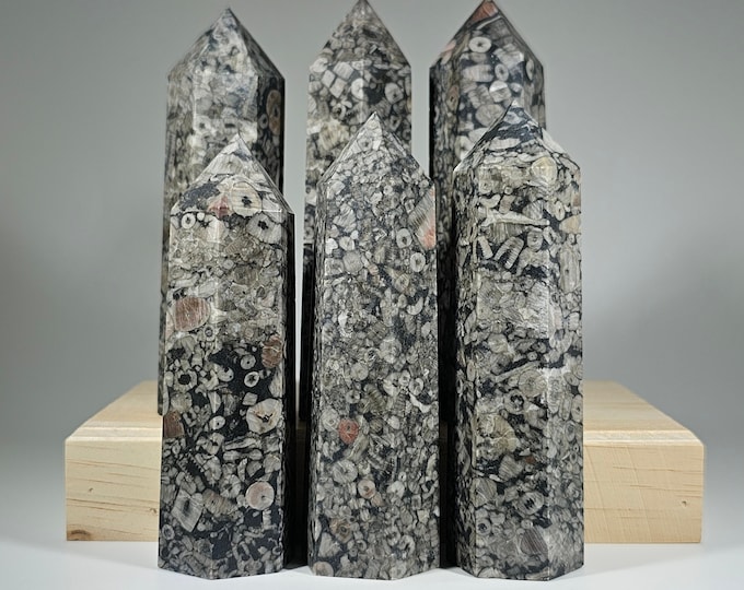 Your Choice Fossil Tower Crinoid