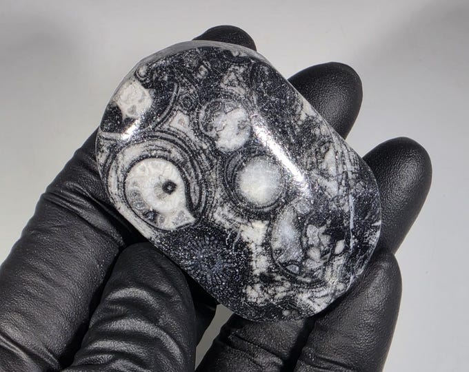 Crinoid Fossil Palm Stone