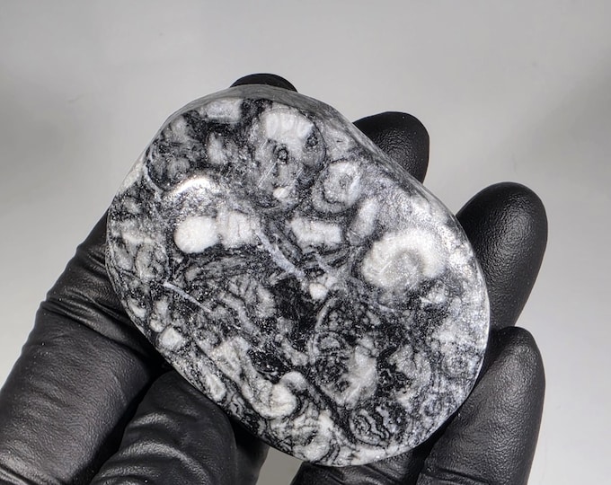 Crinoid Fossil Palm Stone