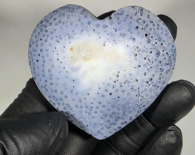 Blue Ridge Coral Fossil Heart Stone