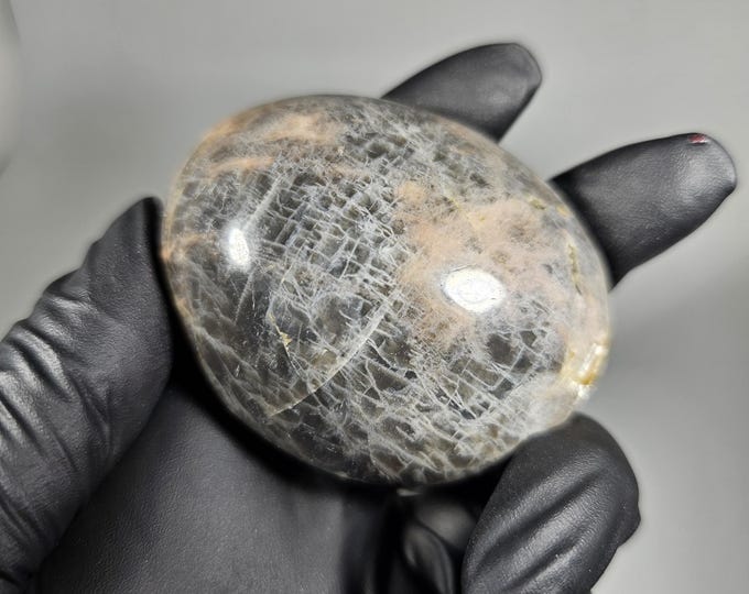 Black Moonstone Palm *Imperfect