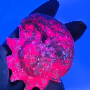 May include: A fossilized ammonite specimen displaying intense fluorescent pink and magenta coloration under ultraviolet light, featuring a spiral shell structure with distinct chambers and a textured surface against a dark blue background.