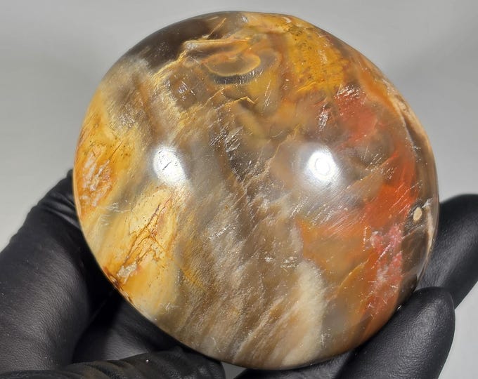 Petrified Wood Palm Stone