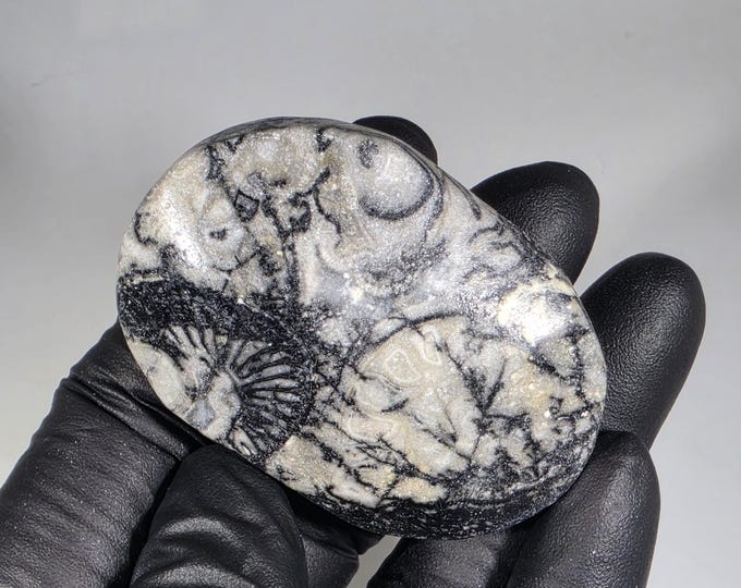 Crinoid Fossil Palm Stone