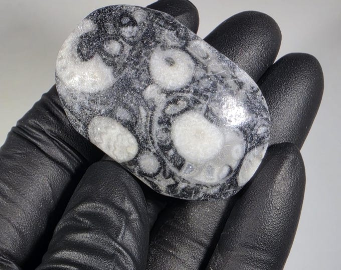 Crinoid Fossil Palm Stone