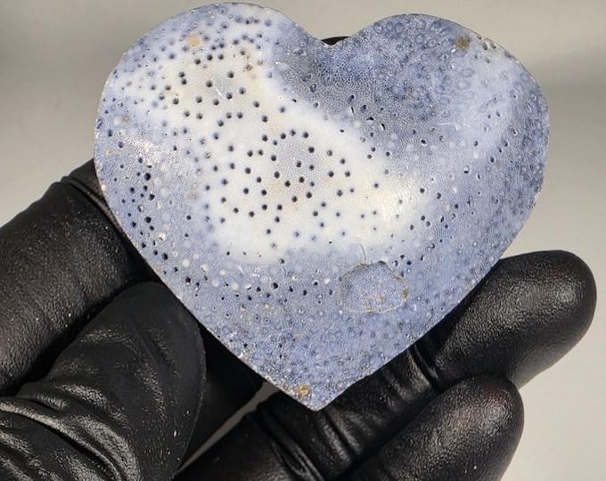 Blue Ridge Coral Fossil Heart Stone