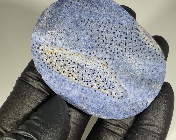 Blue Ridge Coral Fossil Palm Stone