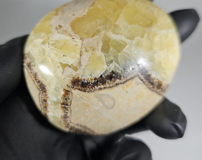 Septarian Palm Stone