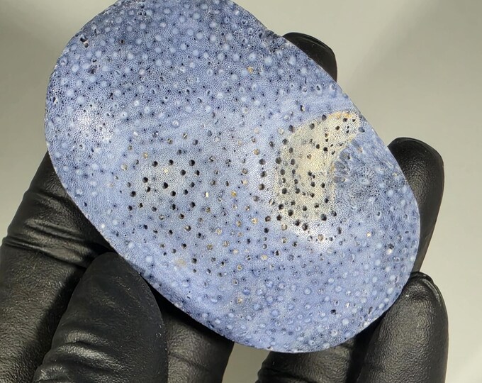 Blue Ridge Coral Fossil Palm Stone