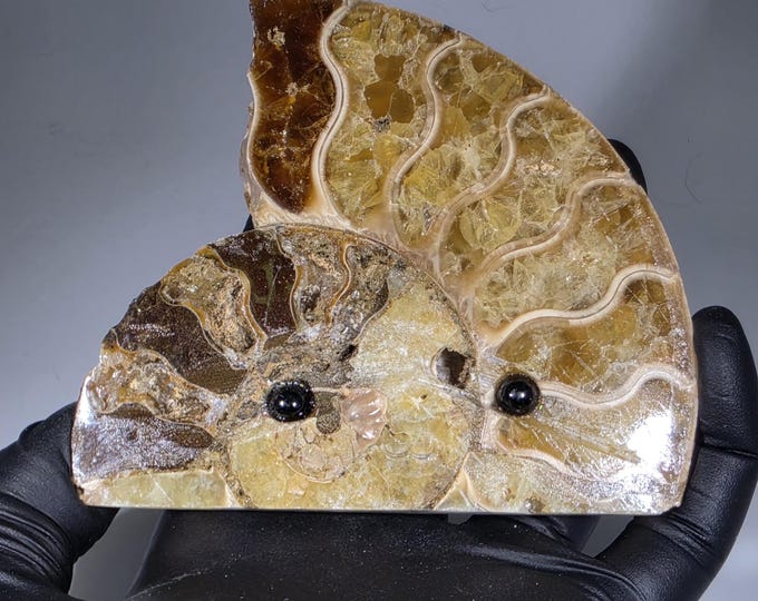 Opalized Ammonite Pet Rock Carving