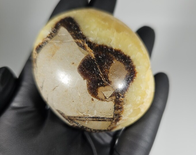 Septarian Palm Stone