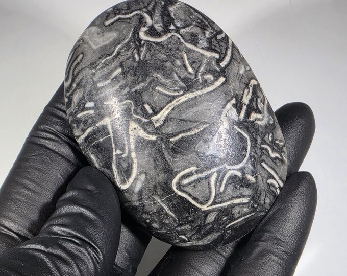 Pinolith Fossil Palm Stone