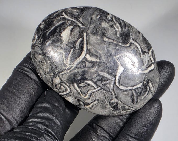 Pinolith Fossil Palm Stone