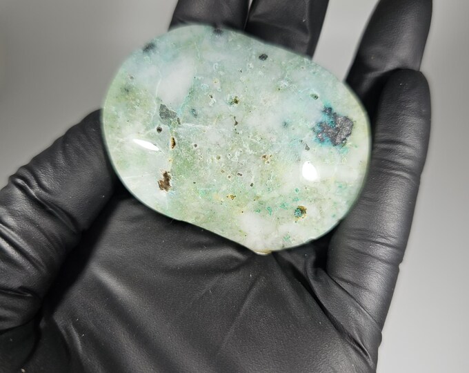 Phoenix Stone Palm Stone