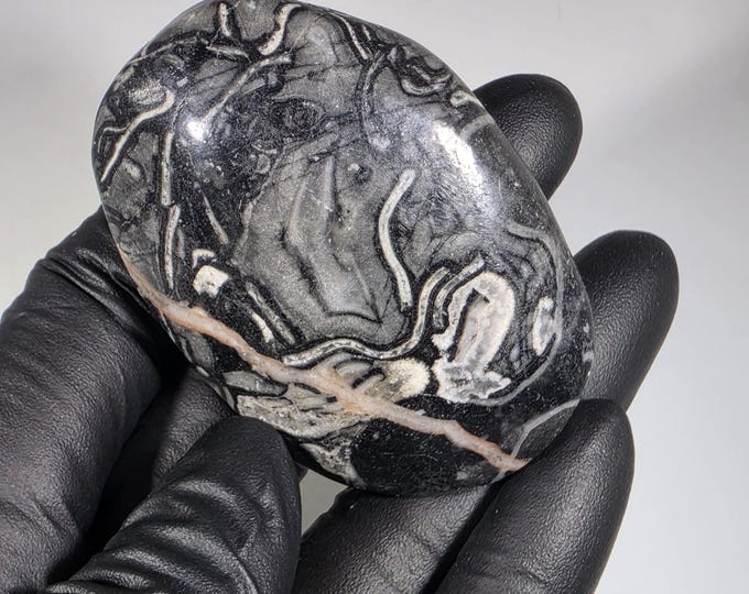 Pinolith Fossil Palm Stone