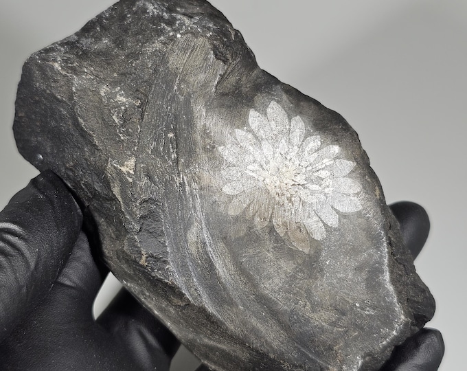 Chrysanthemum Stone Specimen