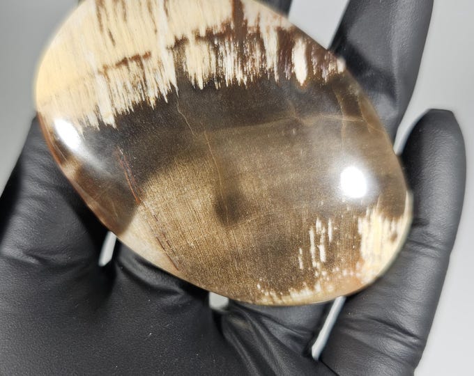 Petrified Wood Palm Stone