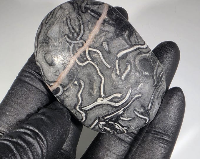 Pinolith Fossil Palm Stone