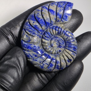 May include: A carved lapis lazuli ammonite fossil. The fossil is a deep blue color with gray and white veining. The ammonite is held in a black gloved hand.