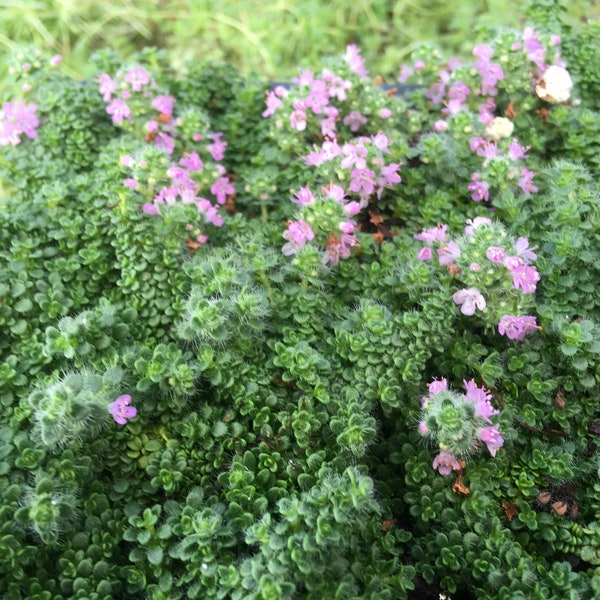 Elfin Thyme 6 PACK ( Thymus serpyllum 'Elfin') • flowering groundcover • aromatic perennial herb tolerates foot traffic • starter plants