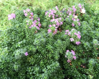 Elfin Thyme 6 PACK (Thymus serpyllum 'Elfin') • flowering groundcover • aromatic perennial herb tolerates foot traffic • starter plants