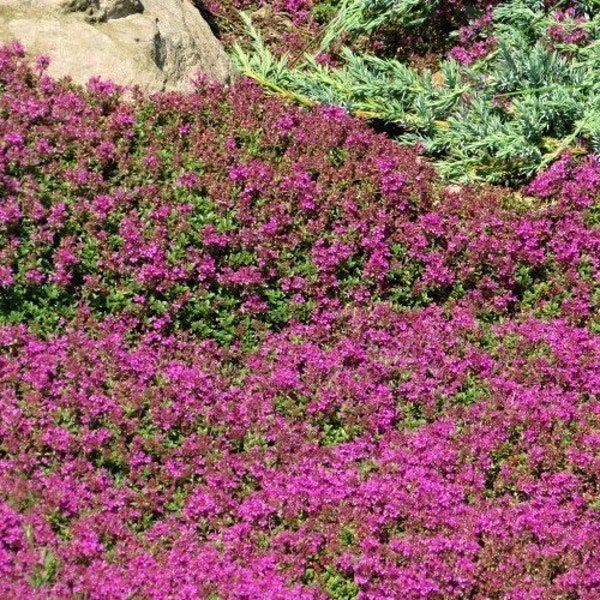 Red Creeping Thyme 6 PACK ( Thymus praecox Coccineus ) • flowering groundcover • perennial herb tolerates foot traffic • starter plants