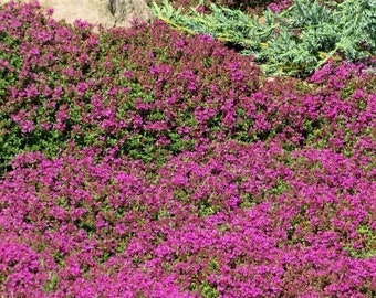 Red Creeping Thyme 6 PACK ( Thymus praecox Coccineus ) • flowering groundcover • perennial herb tolerates foot traffic • starter plants