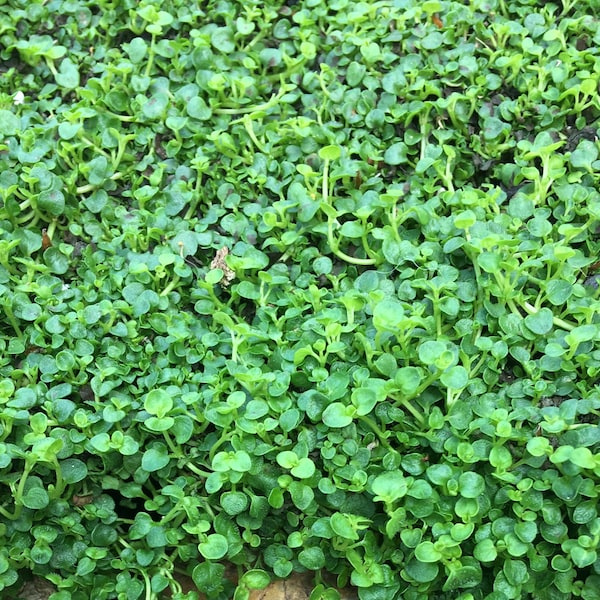 Corsican Mint 6 PACK ( Mentha requienii ) • groundcover with mint aroma • perennial herb tolerates foot traffic • starter plants