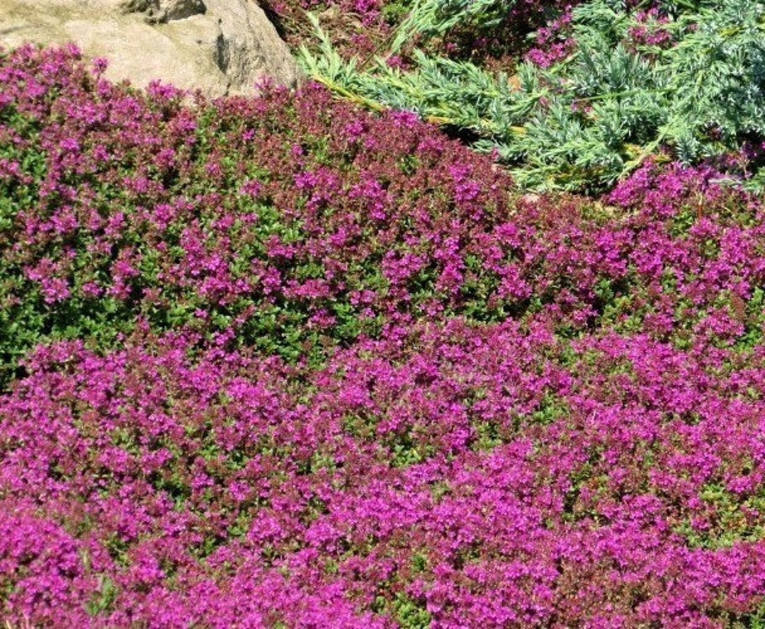Red Creeping Thyme 6 PACK Thymus Praecox Coccineus Flowering