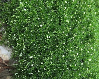 Musgo irlandés PAQUETE DE 6 (Sagina subulata) • Cobertura vegetal perenne de crecimiento bajo • Perfecta entre piedras • Planta de inicio