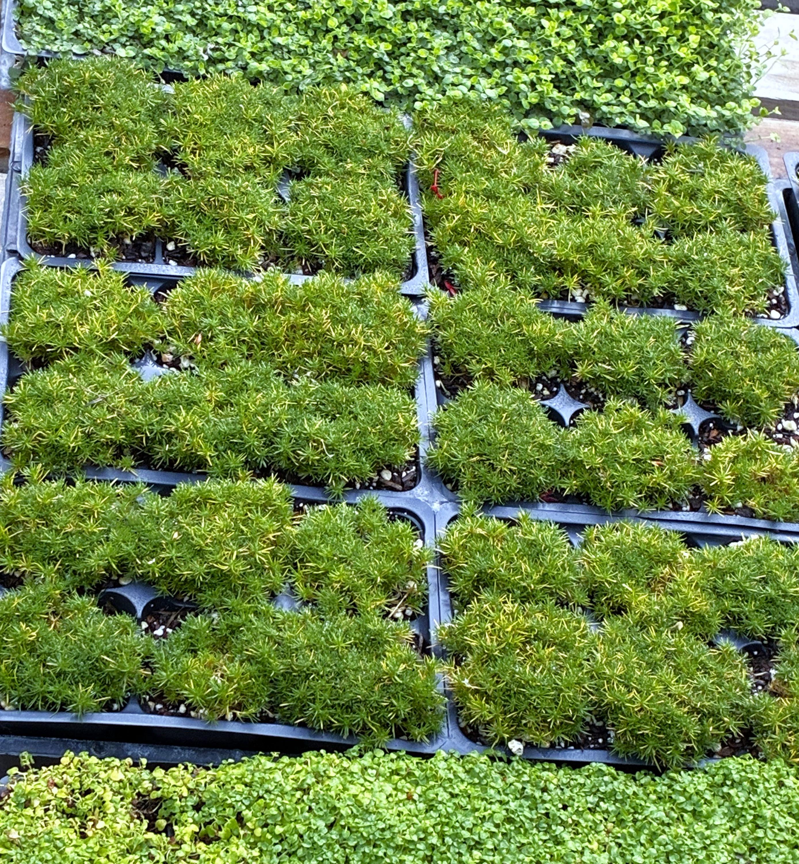 Irish Moss 6 PACK (sagina Subulata) • Low Growing Evergreen Ground