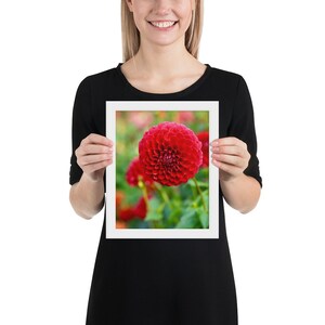 Gerahmte Fotografie - Bunte rote Dahlien Blumen Druck - Botanische Gartenfotografie in Schweden - Florale Landschaft Wandkunst - Naturfoto
