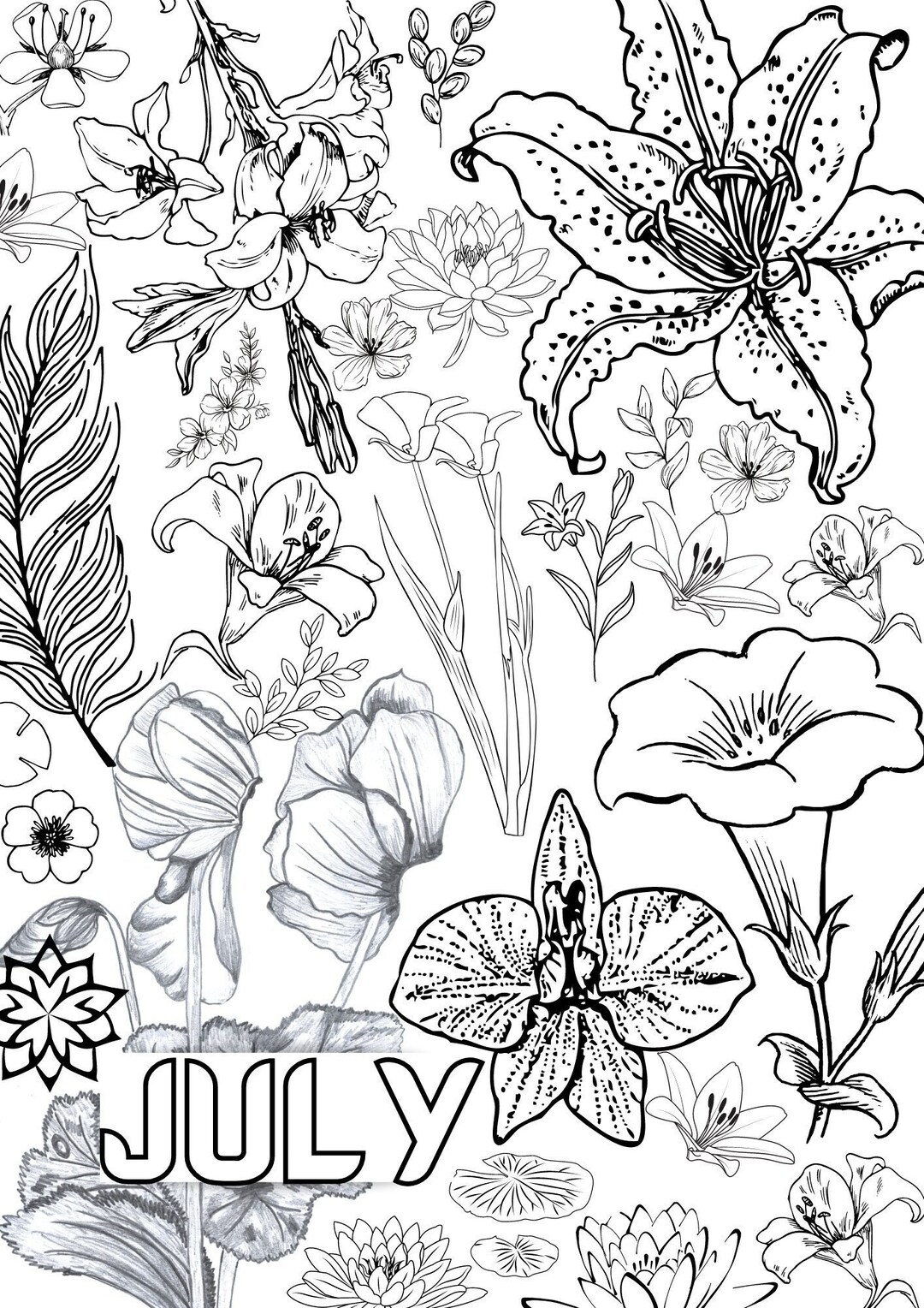 July Birth Flower Coloring Page Printable Coloring Page - Etsy