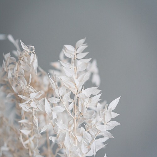 Ruskus white / dried flowers, dried flower bouquet, DIY, dried flowers, decoration, home, gift